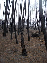 hammered trees3